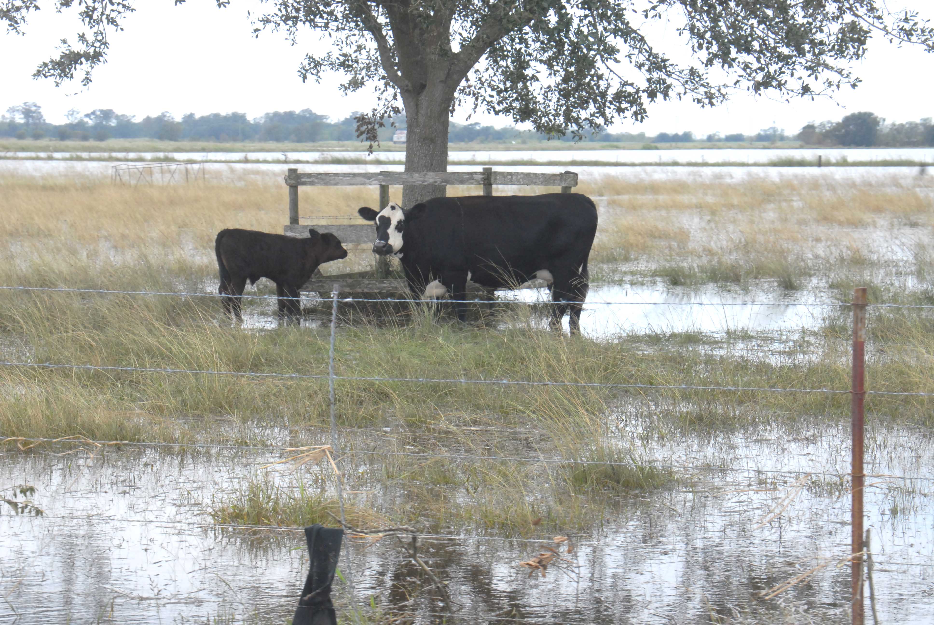 Flood recovery grants approved for farmers 